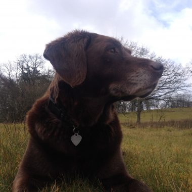 Animal Communication Skills for Emmett Practitioners