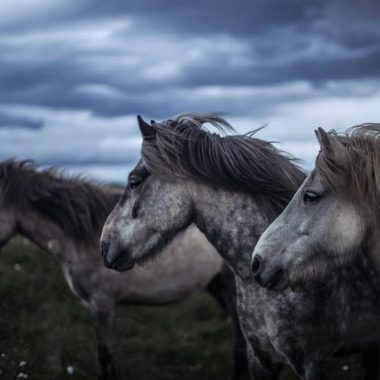 Online Imaginal Horse Circle