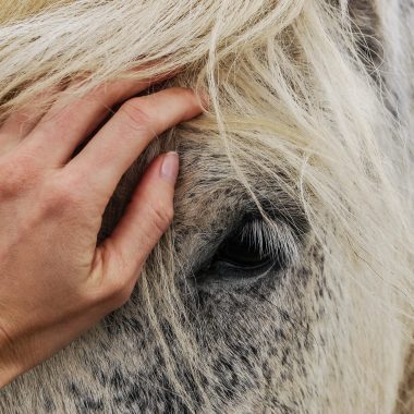 Beltane Imaginal Horse Circle