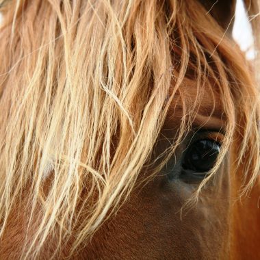 Imbolc Imaginal Horse Circle