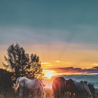 'Being in the Threshold' online Horse Circle