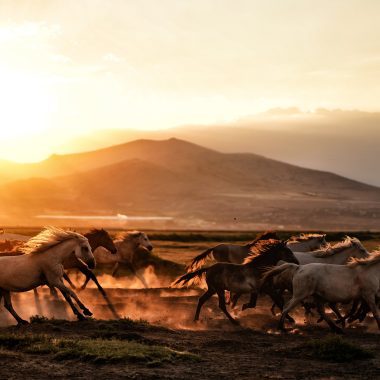 Solstice online Horse Circle 