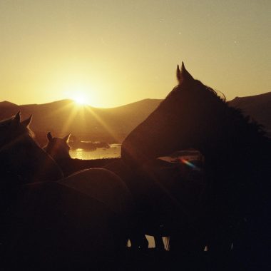 Beltane Online Horse Circle 