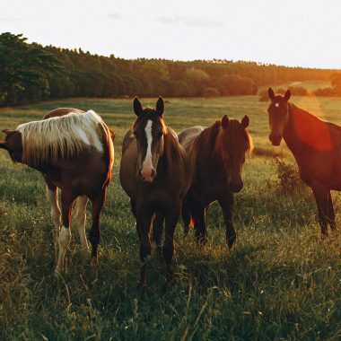 Equinox Imaginal Horse Circle