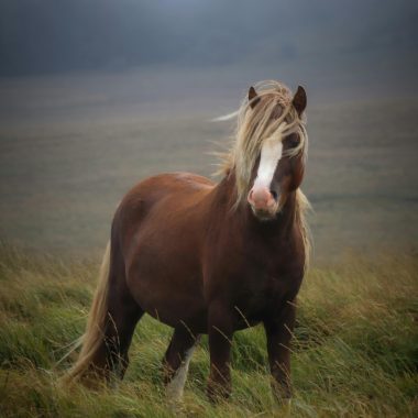 Equinox Online Horse Circle 