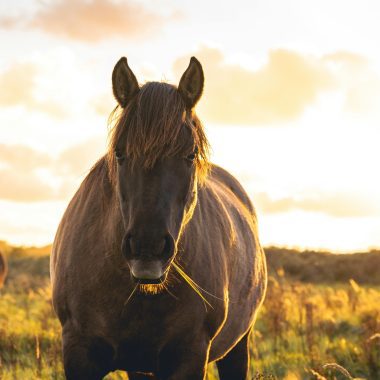 Meeting the Wild Elder - Equinox online Horse Circle 