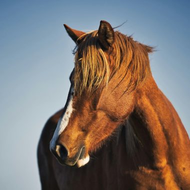 Fire Horse online Circle 