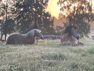 Fire Horse Circle Sweden 
