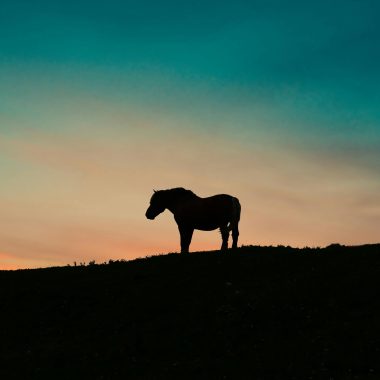 Equinox online Horse Circle 